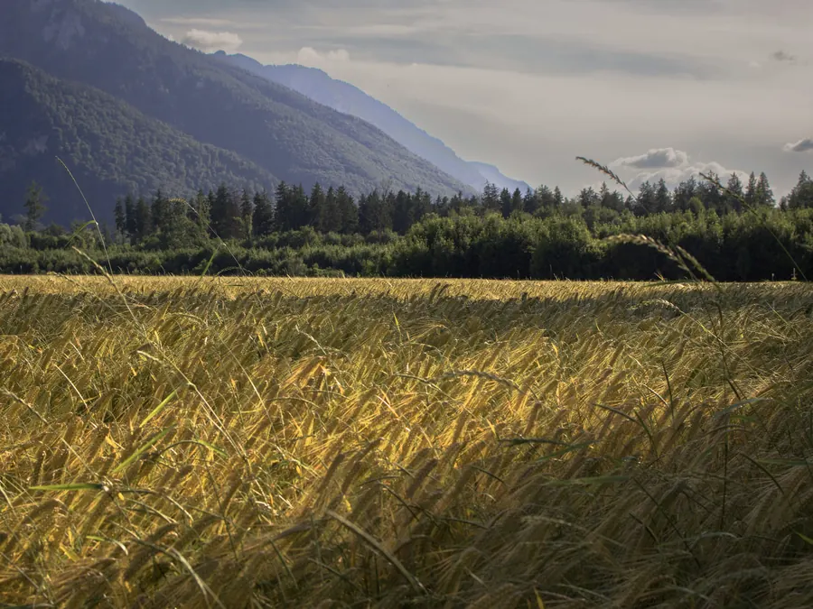 Barley field in evening light below a mountain valley