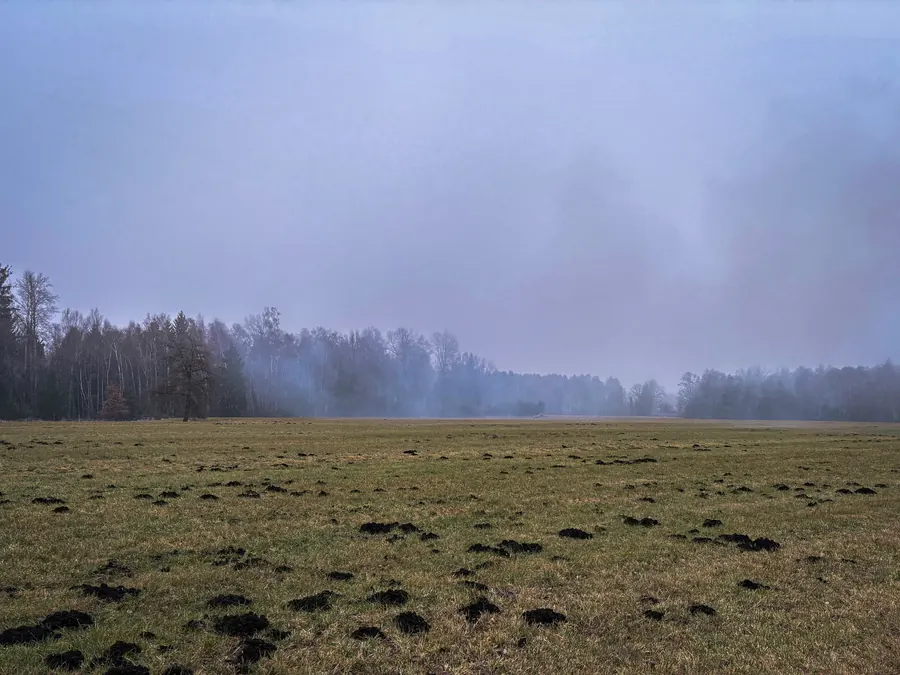 Meadow with molehills before a misty forest edge