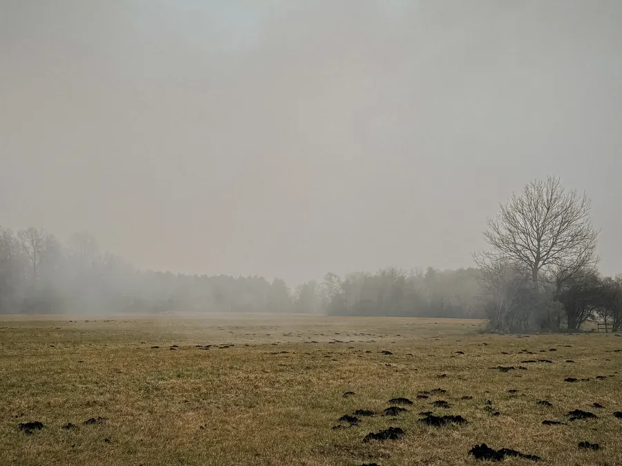 Foggy meadow with molehills and a lone bare tree