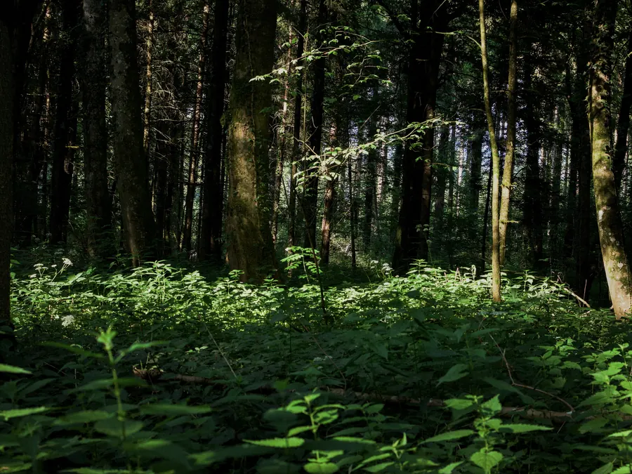 Dark forest interior above a bright carpet of green undergrowth
