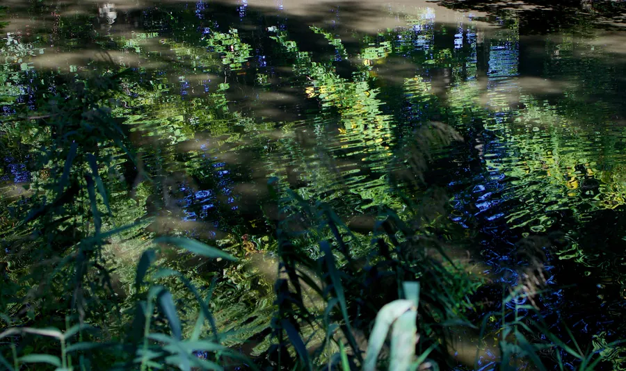 Ferns and reeds reflected in dark water