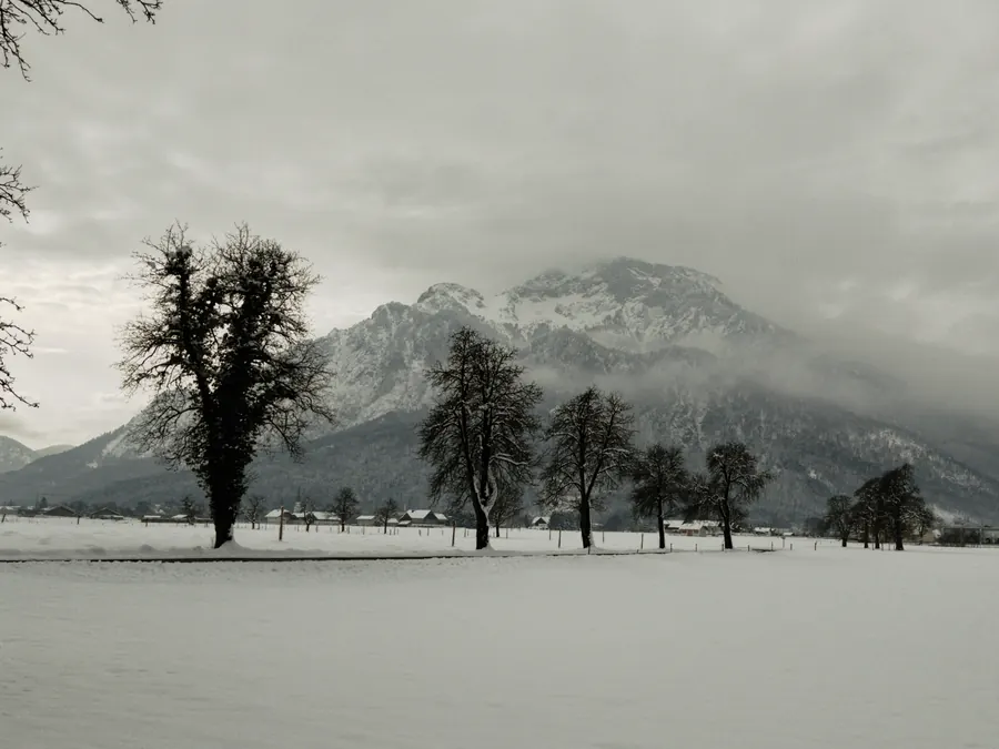 Bare trees on a snowy plain before a mountain veiled in cloud