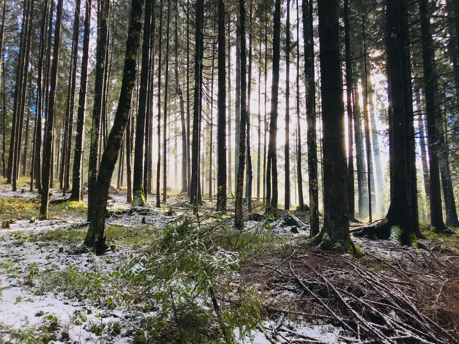 Backlit spruce forest with a light dusting of snow
